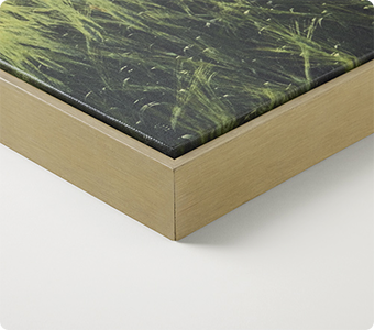 Canvas →